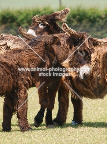 group of donkeys