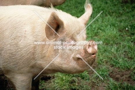 middle white pig, portrait