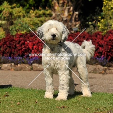 cockapoo cross between cocker spaniel and poodle