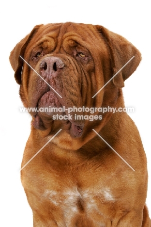 International Champion Dogue de Bordeaux (Grand Rouge Luccianob by Red Rhino)