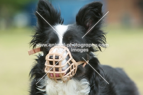 Border Collie wearing muzzle