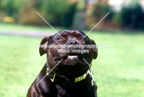 watchman 3, staffordshire bull terrier, mascot of the staffordshire regiment 