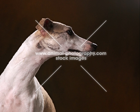 Whippet head study