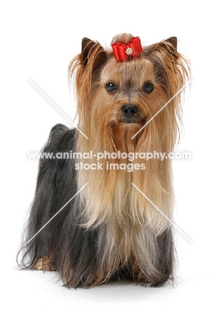 Australian Champion Yorkshire Terrier wearing bow