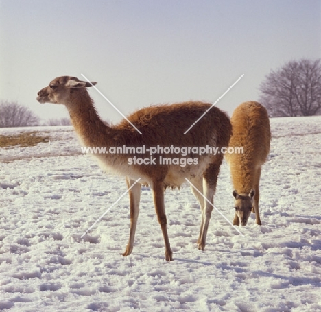 two Llamas standing in the snow