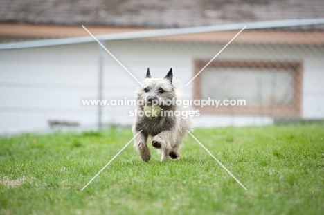 Wheaten Cairn terrier in grassy yard running with tennis ball in mouth.