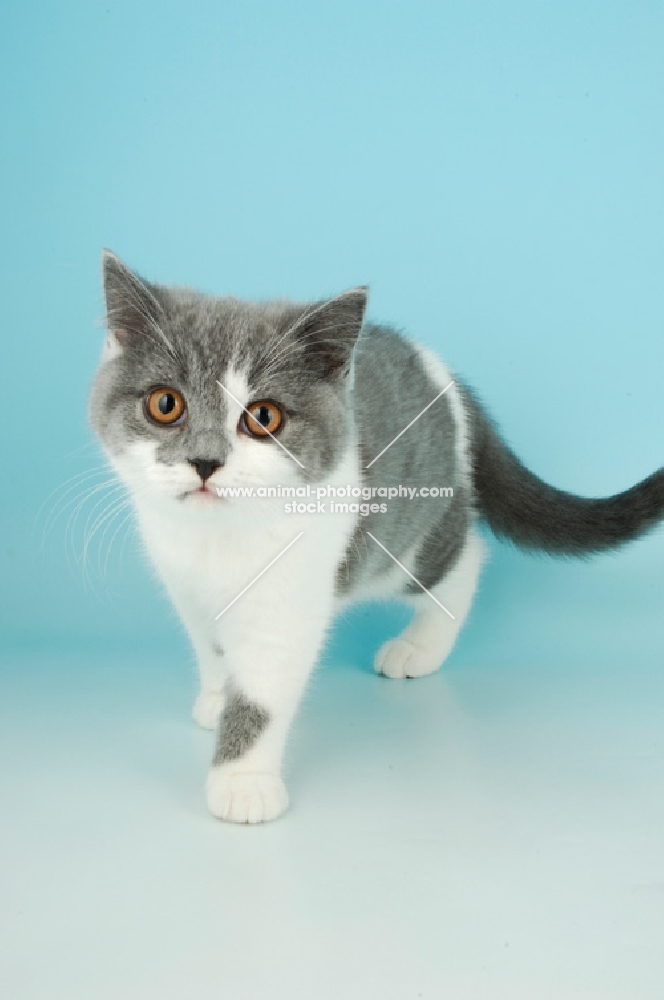 british shorthair, bi-colour, blue and white