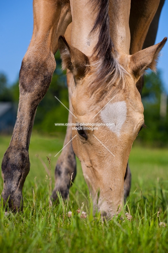 quarter horse grazing
