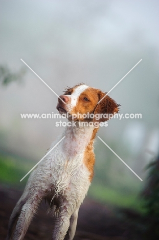 alert Brittany Spaniel