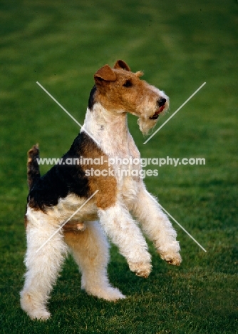 eng/am/ irish ch galsul excellence, (reversed. flipped) wire fox terrier standing on hind legs in usa