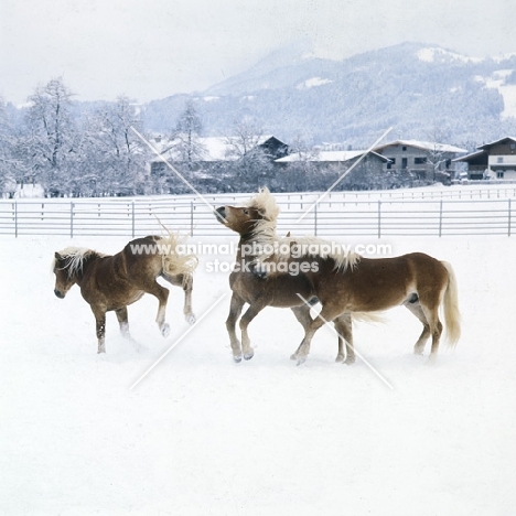 Haflinger colt kicking two others in the snow