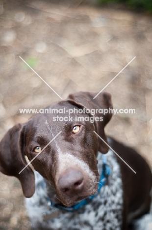 German Shorthaired Pointer