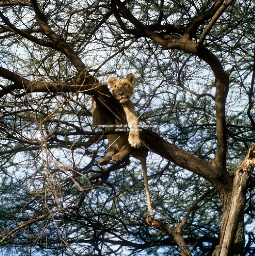 lioness in tree in lake manyara  national park 