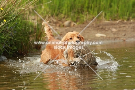 English Cocker Spaniel retrieving