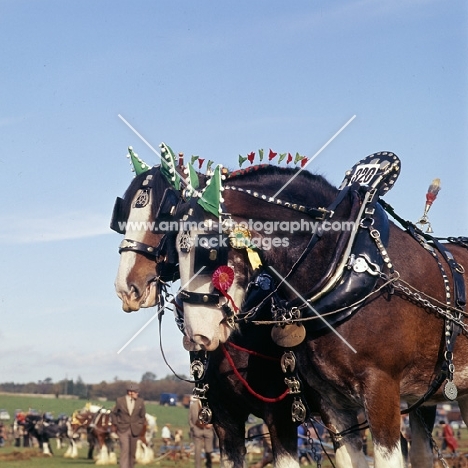 two clydesdale horses with brasses and decorations at competition