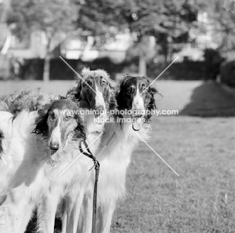 three borzois from springett kennels