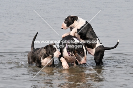 three young Bull Terrier dogs playing in water