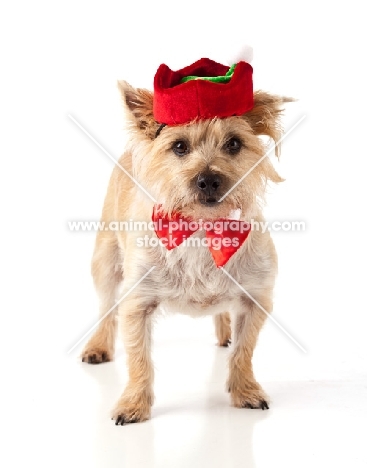 hat, Christmas, bowtie, bow tie, red