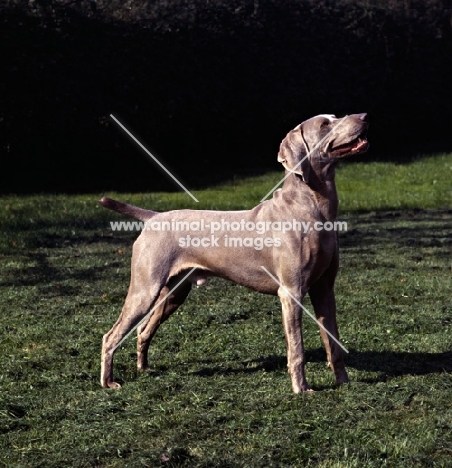 weimaraner looking up