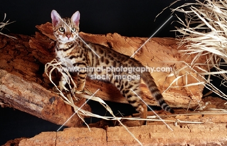 bengal on wood