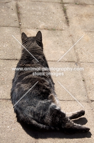 tabby cat resting in the sun