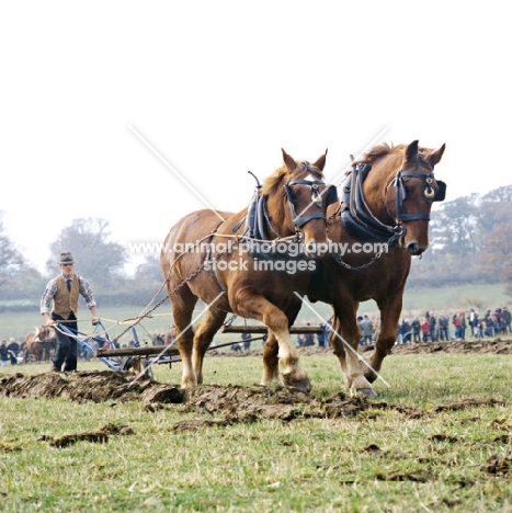 suffolk punch horses ploughing in competition at paul heiney's farm 