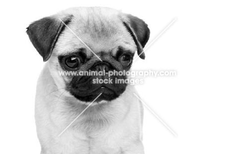 Pug pup in black and white