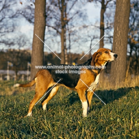 finnish hound standing in woods
