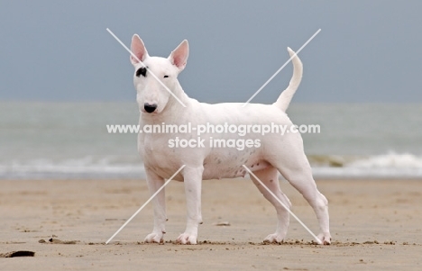 white Bull Terrier on the beach