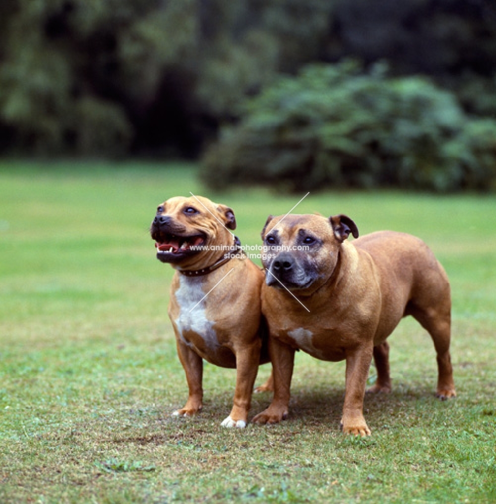 two staffordshire bull terriers