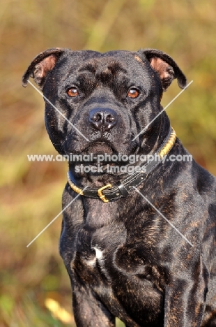 Staffordshire Bull Terrier