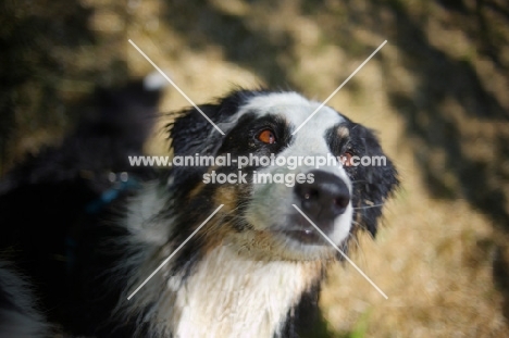 black tri color australian shepherd looking up