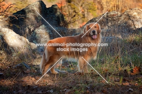 Golden Retriever outdoors