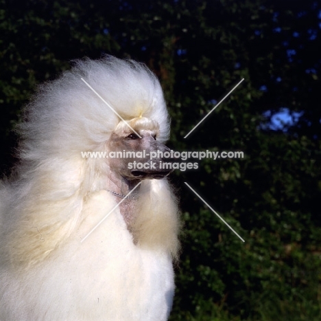 ch davlen the beloved, standard poodle , side view head study 