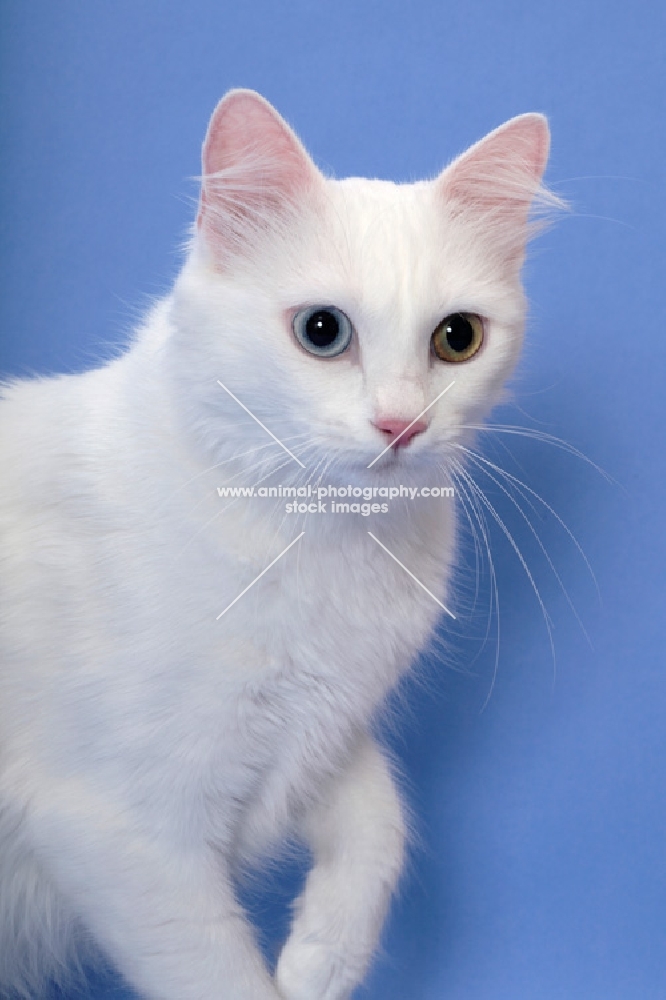 odd eyed Turkish Van on blue background