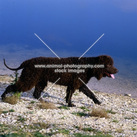 irish water spaniel striding out sh ch kellybrook joxer daly, by waters edge