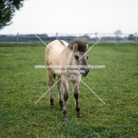 konik pony foal in poland