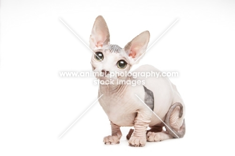 Bambino cat on white background