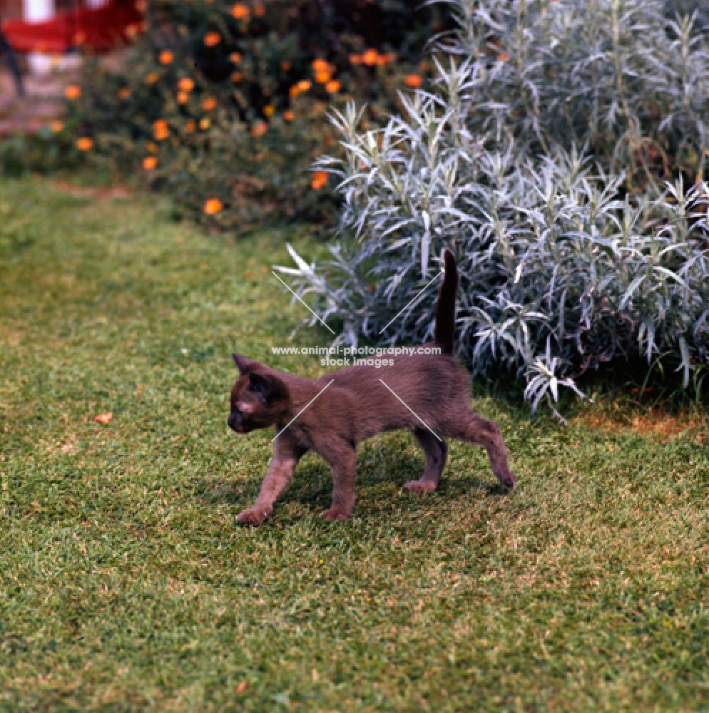 brown burmese kitten walking in a garden