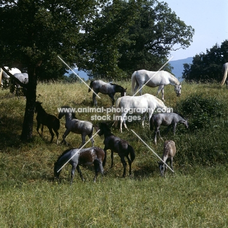 lipizzaner mares and foals milling about at lipica