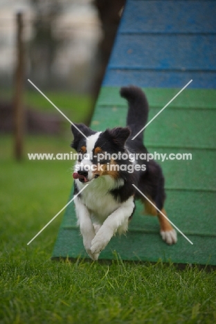 australian shepherd sprinting from a-frame