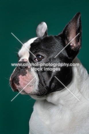 cute French Bulldog in green studio