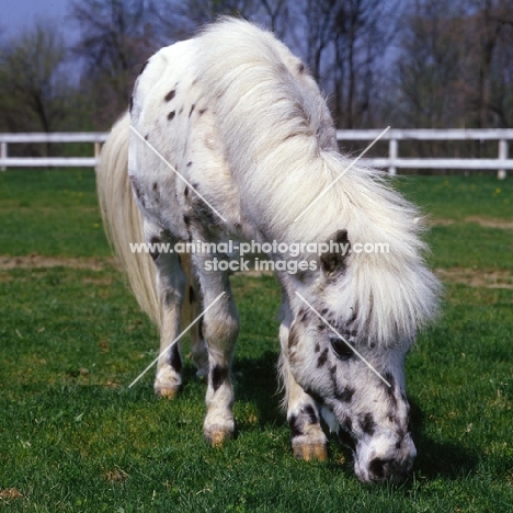 Falabella grazing