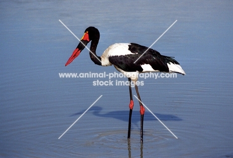 Yellow Billed Stork in Kruger National Park South Africa