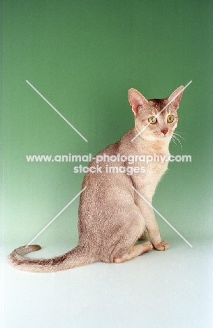 Abyssinian, sorrel silver colour