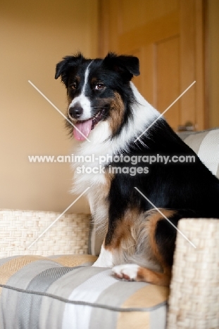 Tricolor Australian Shepherd sitting on chair, indoors.