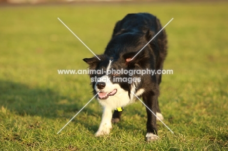 black and white Border Collie on grass
