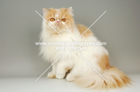cream and white persian cat sitting on grey background