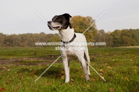 black and white crossbred Staffie dog in park