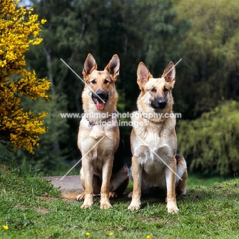 two german shepherd dogs sitting together